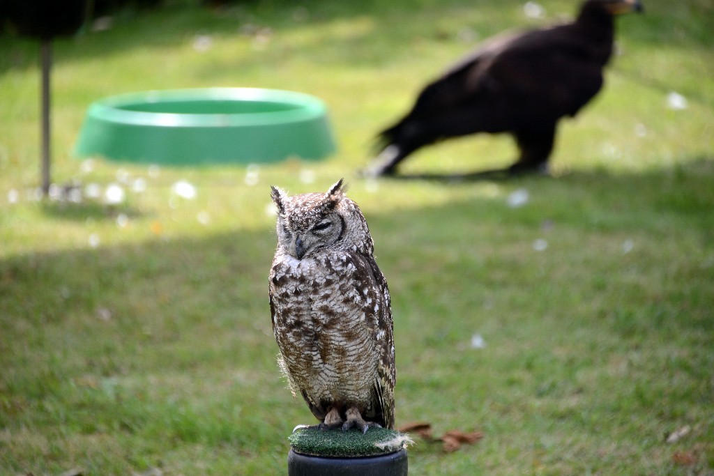 ../Images/Zaterdag Castlefest 2015 010.jpg